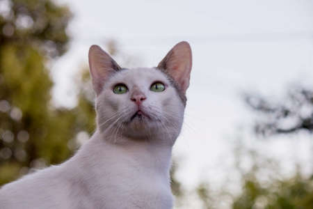 kitten looking attentiveの写真素材