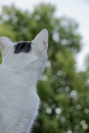 Cat back looking at the treesの写真素材