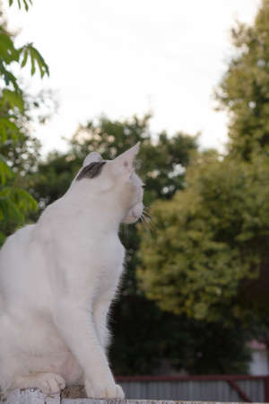 Cat looking behind the treesの写真素材