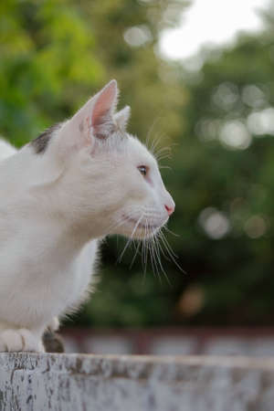 white cat on the wall looking profileの写真素材