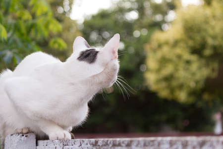 Cat looking back on the wallの写真素材