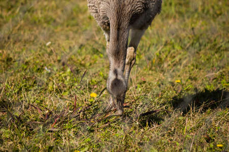 Rhea Birdの写真素材