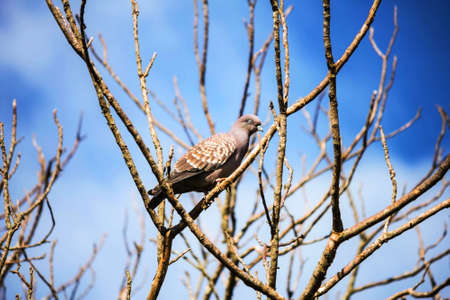 dove on branchesの写真素材