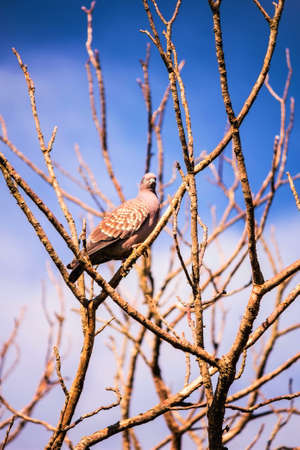 dove in the dry branch on a blue skyの写真素材