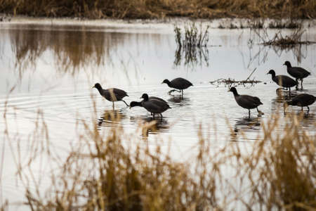 gallinules in the lagoonの写真素材