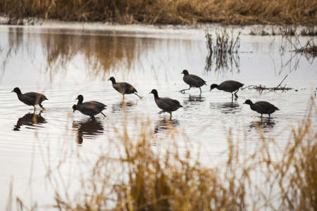 You gallinules walking in waterの写真素材