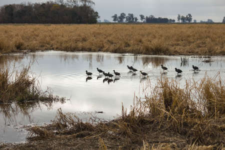 gallinules in pond Reflected in waterの写真素材