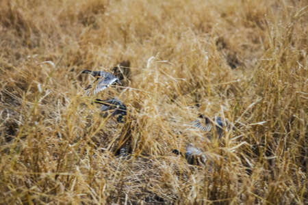 gallinules flying over dry grassの写真素材