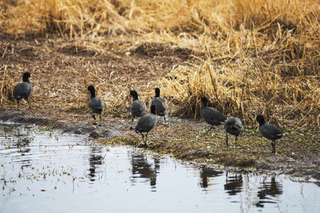 gallinule stops at the water's edgeの写真素材