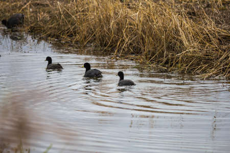 gallinule swimmingの写真素材