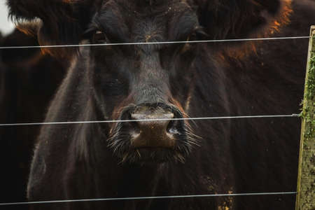cowの写真素材