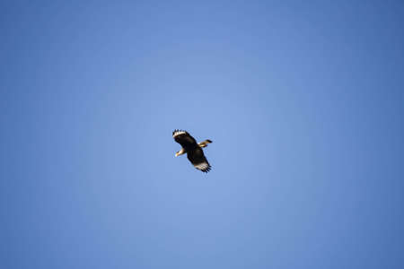 Southern Crested Caracara in flight, (Caracara plancus)の写真素材