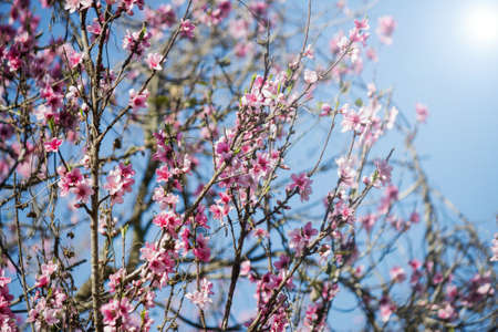 Spring flowersの写真素材