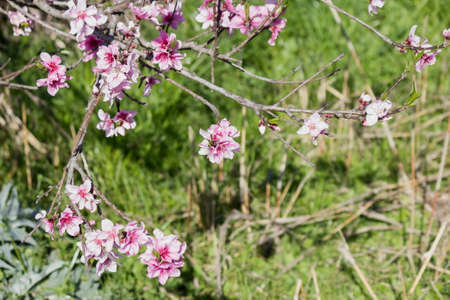 Branch with pink blossoms peach flowers.の写真素材