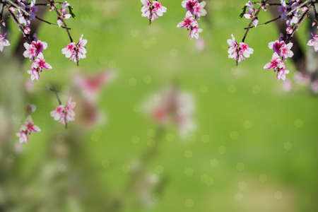 Pink blossoms flowers on green