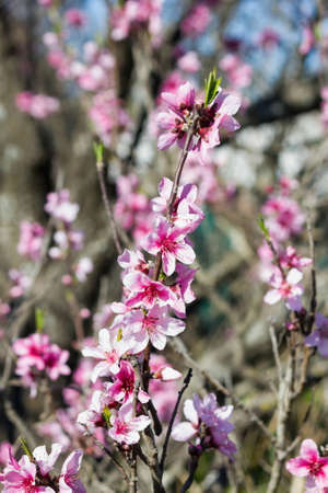 branch of flowering peach treeの写真素材