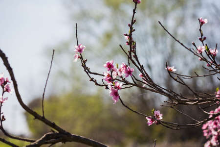 Branch flowers.