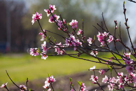 flowering peachの写真素材