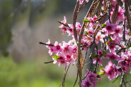 flowering peach treeの写真素材