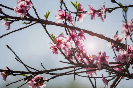 peach flowersの写真素材