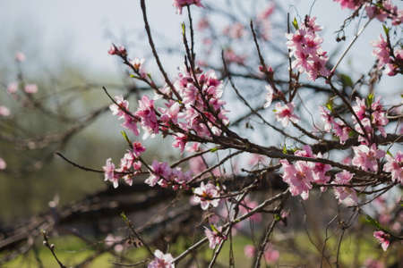 Branch with pink peach flowers.の写真素材