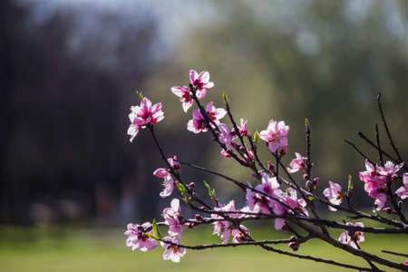 Branch with pink flowers backlitの写真素材
