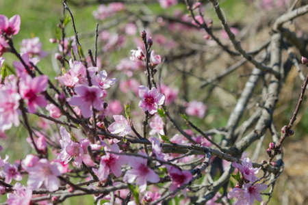 Branch with pink flowers
