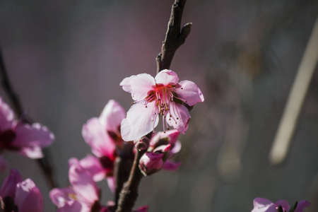 Flowers blossoms branch