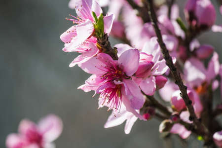 Flowers pink blossoms branch