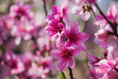 Pink peach flowersの写真素材