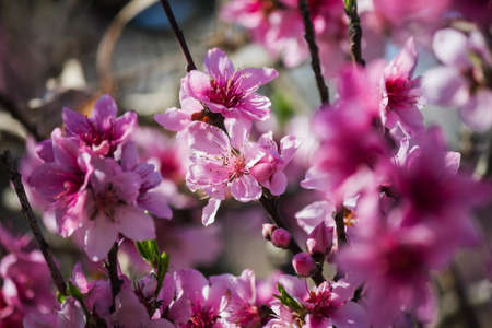 Pink peach flowersの写真素材