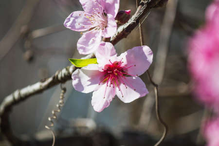 flowers pink peach blossoms.の写真素材