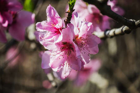 Pink peach flowersの写真素材