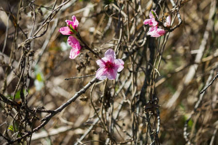 Flowers branchの写真素材