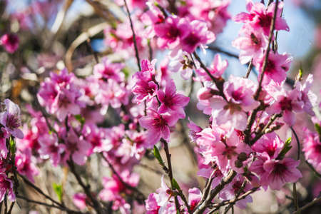 Pink peach blossoms flowersの写真素材