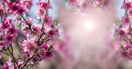 Background flowers blossomsの写真素材