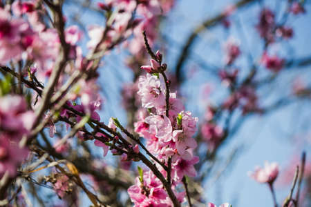 Branch pink blossoms on skyの写真素材