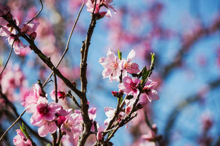 Pink blossoms Branchの写真素材