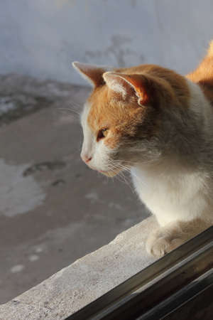 Catの写真素材