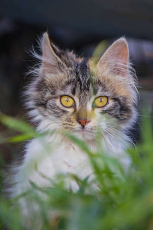 kitty behind green grassの写真素材