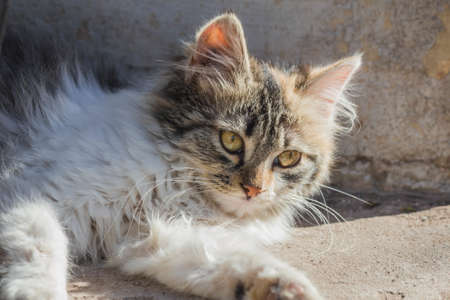 lying beautiful kittenの写真素材