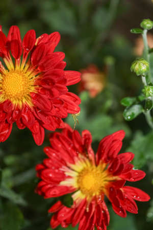 Chrysanthemum Flower With Dropの写真素材