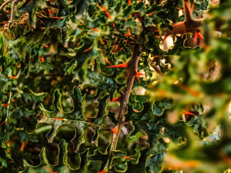 Sharp spikesの写真素材