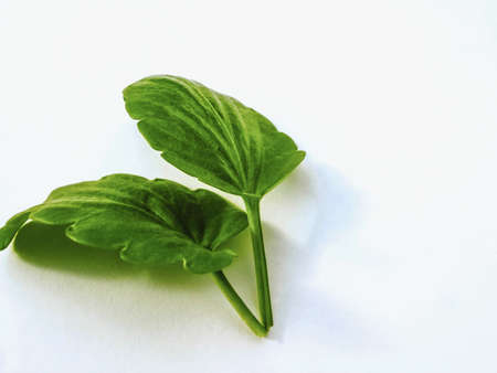 Mint leat isolatedの写真素材