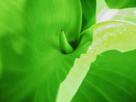 Leaf green