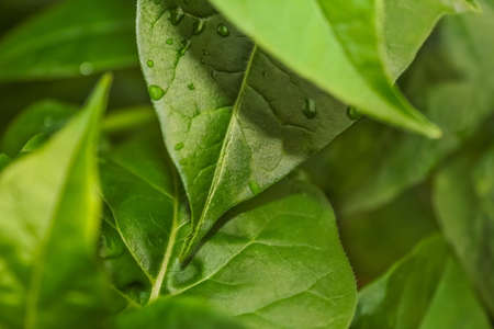 Leaf Green and dropsの写真素材