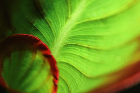Spiral green leaf in the rainforest with dew dropsの写真素材