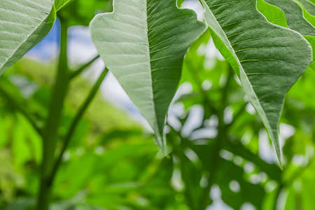 Green leaves of the tree in the forestの写真素材