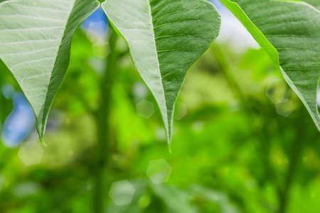 Green leaves in forestの写真素材