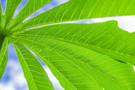 leafの写真素材